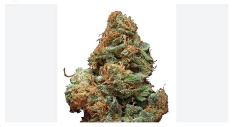 burberry marihuana|Burberry Strain Full Information .